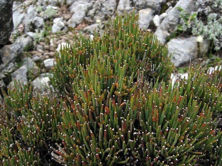 Ephedra intermedia Ephedra intermedia in Flora of China eflorasorg