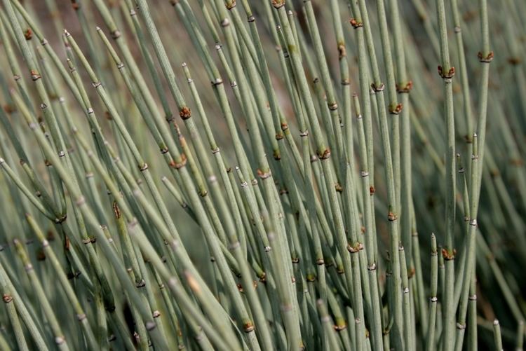 Ephedra intermedia FileEphedraintermediashootsjpg Wikimedia Commons