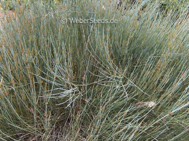 Ephedra intermedia Ephedra intermedia Chinese ephedra Seeds plants dried herbs