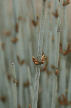 Ephedra intermedia Ephedra intermedia Zhong Ma Huang PFAF Plant Database