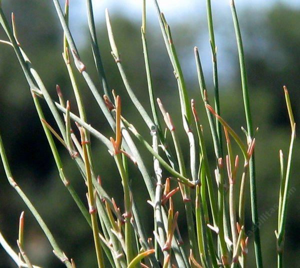 Ephedra nevadensis Ephedra nevadensis Nevada Ephedra