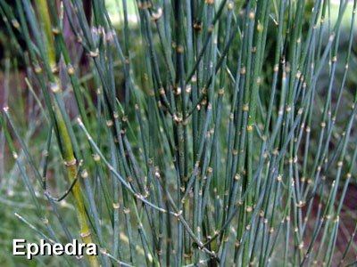 Ephedra (plant) The Ephedra Controversy How Chinese Medicine uses Ephedra safely