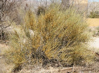 Ephedra trifurca Ephedra trifurca Longleaf Jointfir Longleaf Ephedra Mexicantea