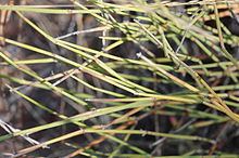 Ephedra trifurca httpsuploadwikimediaorgwikipediacommonsthu