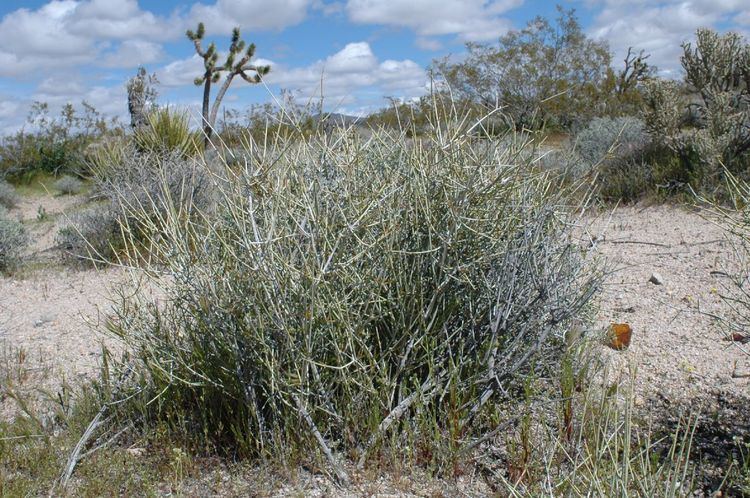 Ephedra trifurca Ephedra trifurca Ephedraceae image 12467 at PlantSystematicsorg