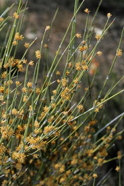 Ephedra trifurca Ephedra trifurca Longleaf Jointfir Longleaf Ephedra Mexicantea