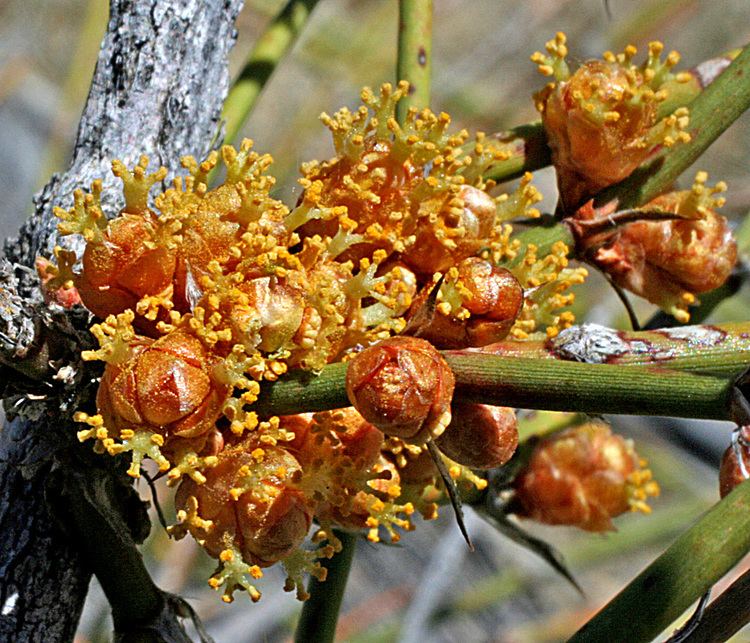 Ephedra trifurca Vascular Plants of the Gila Wilderness Ephedra trifurca