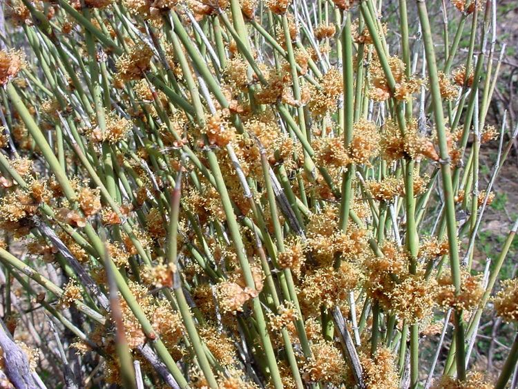 Ephedra trifurca Vascular Plants of the Gila Wilderness Ephedra trifurca