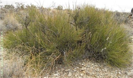 Ephedra trifurca Ephedra trifurca