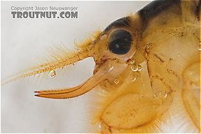 Ephemeridae Mayfly Family Ephemeridae Hexes and Big Drakes hatch amp pictures