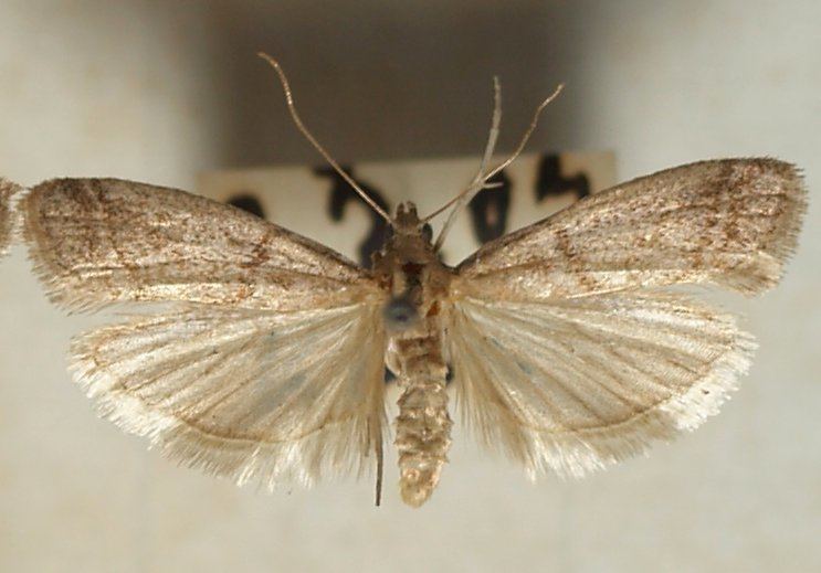 Ephestia Ephestia elutella Wikipedia