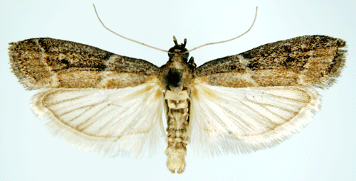 Ephestia Ephestia elutella Insecta Lepidoptera Pyralidae