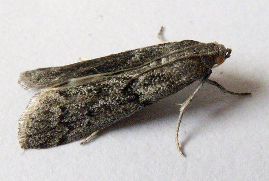 Ephestia RP2 Mutation genetics in the flour moth Ephestia kuehniella