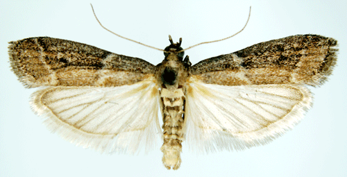 Ephestia elutella Ephestia elutella Insecta Lepidoptera Pyralidae