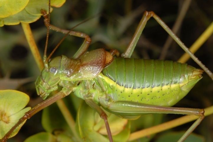 Ephippiger European locusts and their ecology Ephippiger ephippiger