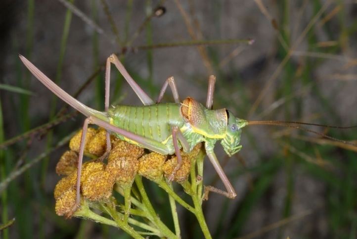 Ephippiger European locusts and their ecology Ephippiger ephippiger