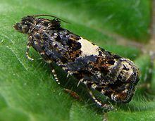 Epiblema (moth) httpsuploadwikimediaorgwikipediacommonsthu