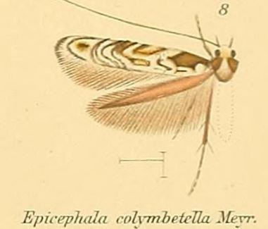 Epicephala colymbetella