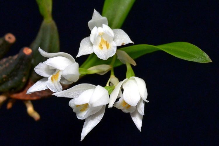 Epidendroideae Panisea moi a new species Orchidaceae Epidendroideae from Hainan