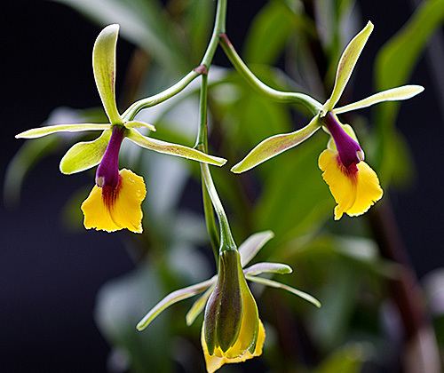 Epidendrum Epidendrum Orchid Care