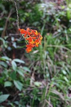 Epidendrum Epidendrum Wikipedia