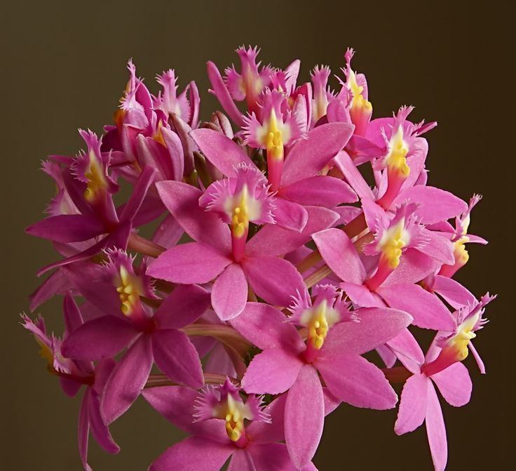 Epidendrum 1000 images about ORCHIDS EPIDENDRUM CYCNOCHES on Pinterest