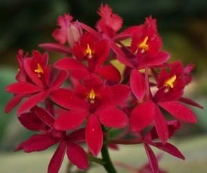 Epidendrum wwworchidsmadeeasycomwdpwpcontentuploadsEpi