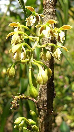 Epidendrum bambusiforme httpsuploadwikimediaorgwikipediacommonsthu