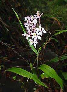 Epidendrum blepharistes httpsuploadwikimediaorgwikipediacommonsthu