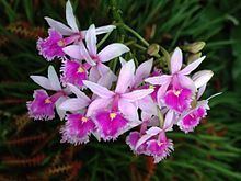 Epidendrum calanthum httpsuploadwikimediaorgwikipediacommonsthu