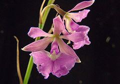 Epidendrum campestre httpsuploadwikimediaorgwikipediacommonsthu