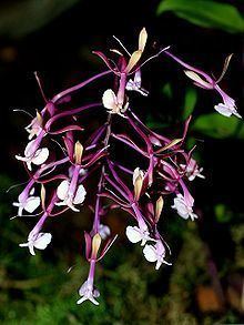 Epidendrum capricornu httpsuploadwikimediaorgwikipediacommonsthu