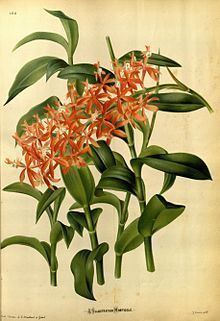 Epidendrum catillus httpsuploadwikimediaorgwikipediacommonsthu