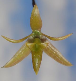Epidendrum compressum wwworchidspeciescomorphotdirepidcompressumjpg