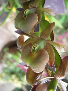 Epidendrum coriifolium httpsuploadwikimediaorgwikipediacommonsthu