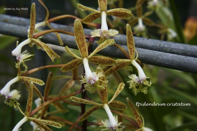 Epidendrum cristatum IOSPE PHOTOS