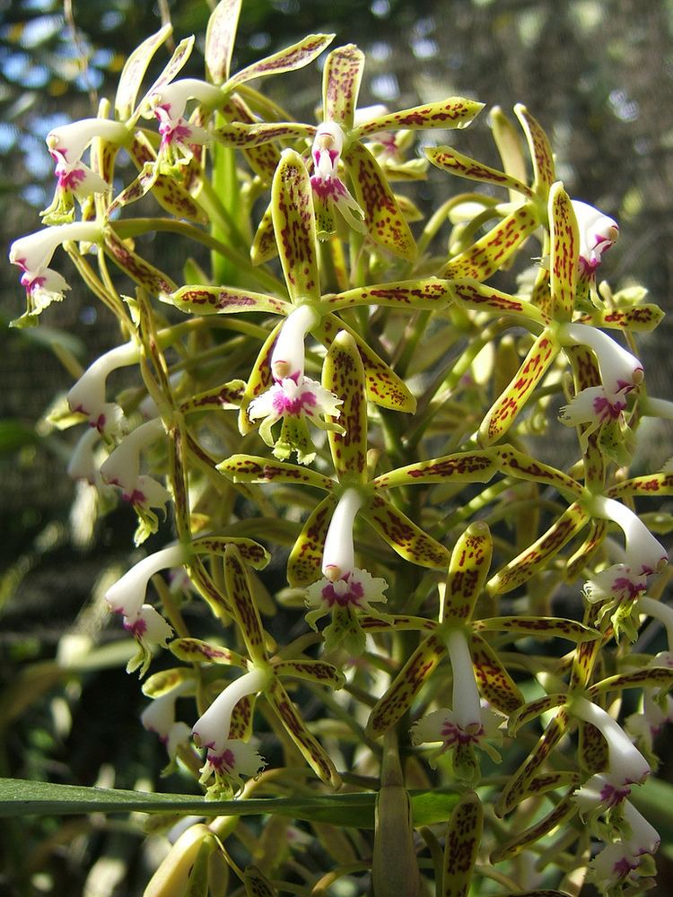Epidendrum cristatum Epidendrum cristatum in situ A small colony with gigantic Flickr