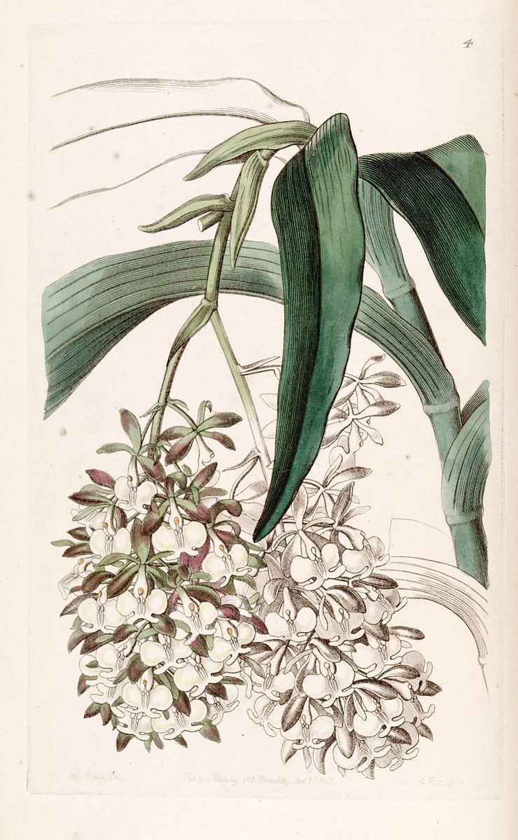 Epidendrum dipus