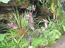 Epidendrum embreei httpsuploadwikimediaorgwikipediacommonsthu