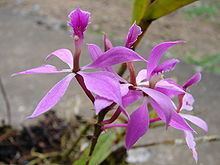 Epidendrum flexuosum httpsuploadwikimediaorgwikipediacommonsthu