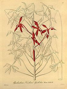 Epidendrum friderici-guilielmi httpsuploadwikimediaorgwikipediacommonsthu
