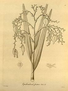 Epidendrum frutex httpsuploadwikimediaorgwikipediacommonsthu