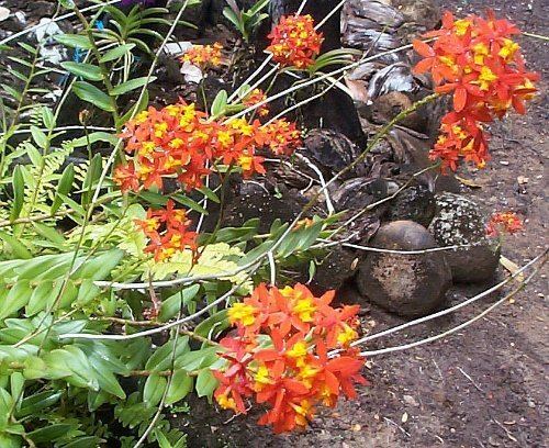 Epidendrum fulgens Epidendrum fulgens