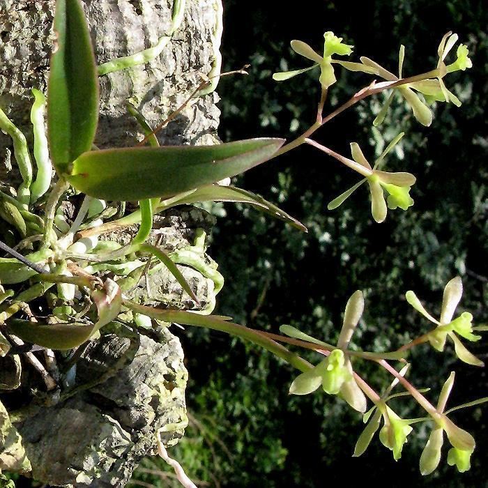 Epidendrum magnoliae goorchidss3amazonawscomtaxonimages1000s1000