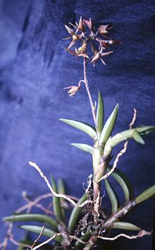 Epidendrum microphyllum httpsuploadwikimediaorgwikipediacommonsthu