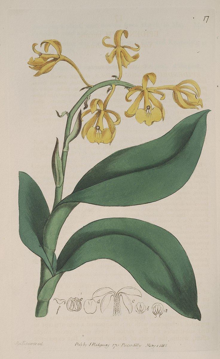 Epidendrum nutans