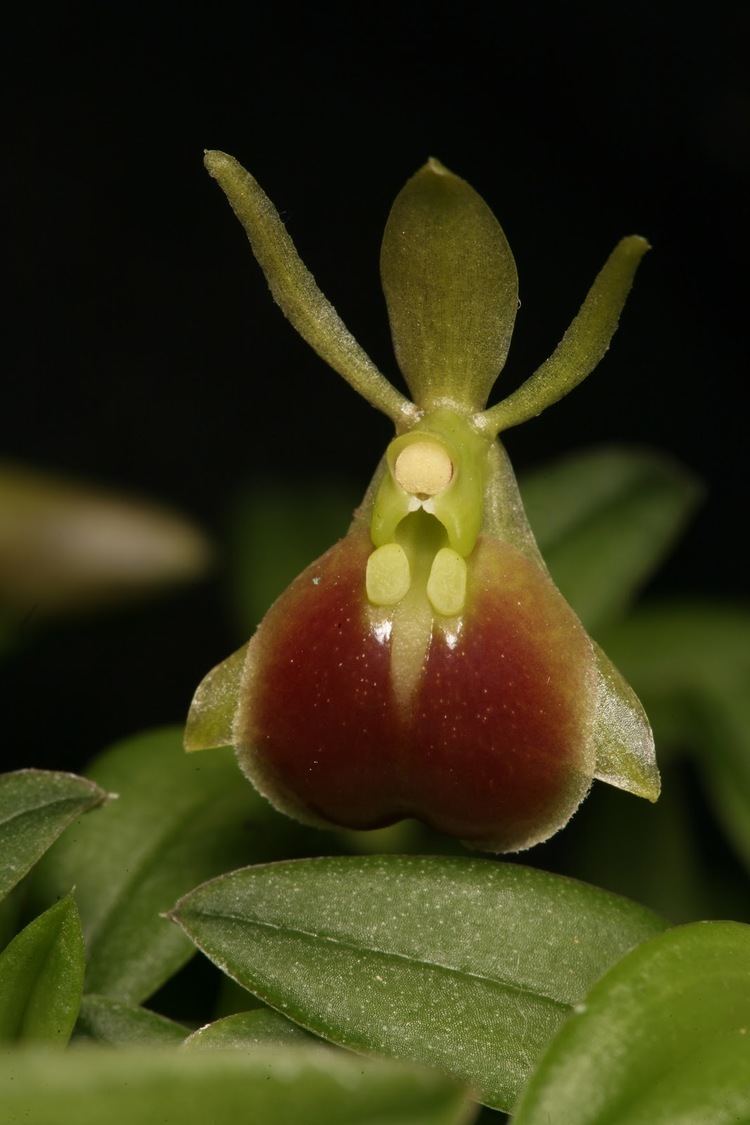 Epidendrum peperomia Orchids on a Balcony Epidendrum porpax or is it