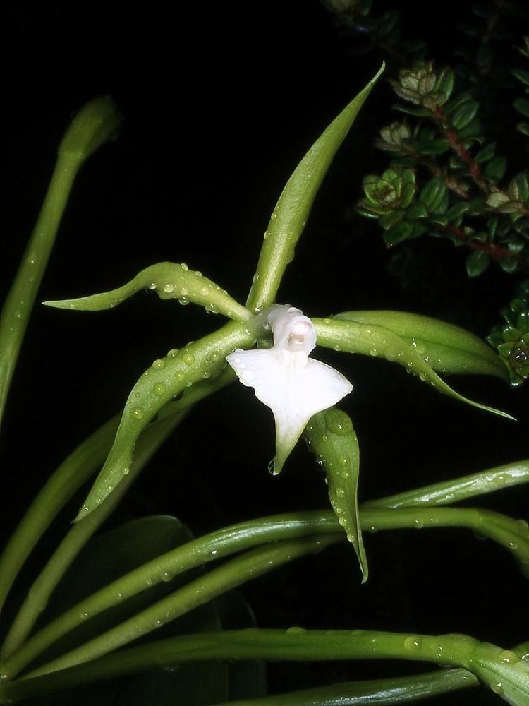 Epidendrum philocremnum
