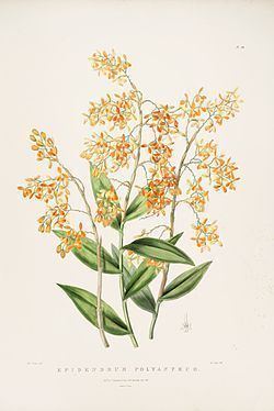 Epidendrum polyanthum httpsuploadwikimediaorgwikipediacommonsthu