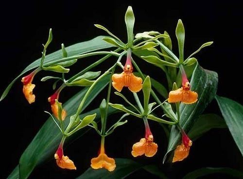 Epidendrum pseudepidendrum A Tale of Two Epis
